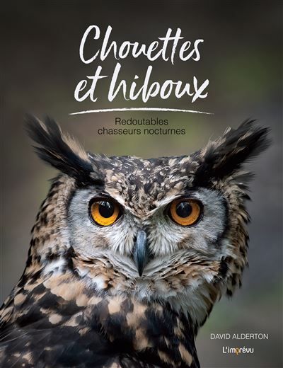 Chouettes et hiboux Redoutables chasseurs nocturnes