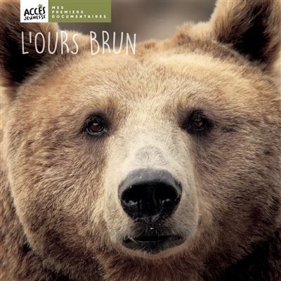 L'ours brun