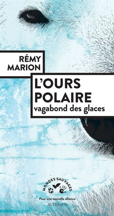 L'ours polaire Vagabond des glaces