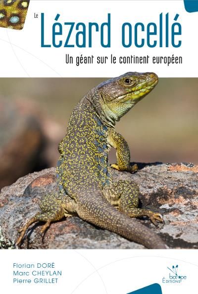 Le lézard ocellé un géant sur le continent européen Un géant sur le continent européen