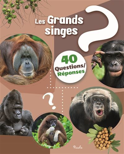 Les grands singes - 40 questions / réponses