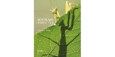 Portraits d'insectes