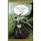 The Lord of the rings - J.R.R. (John Ronald Reuel) Tolkien