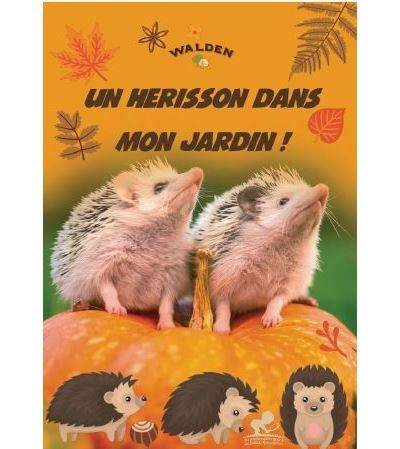 Un hérisson dans mon jardin