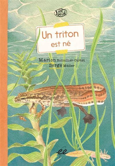 Un triton est né
