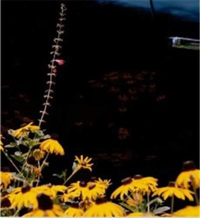 Vasantha Yogananthan Mystery Street /franCais/anglais Edition bilingue français-anglais
